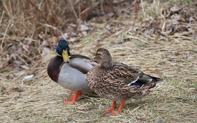 Sådan undgår du de typiske fejl i krydsord