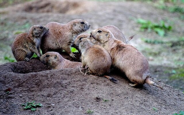 Fra ludo til livestream: Sådan har svenskerne digitaliseret hyggen